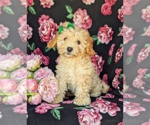 Cavachon-Poodle (Miniature) Mix Puppy for sale in AIRVILLE, PA, USA