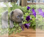 Small #2 Faux Frenchbo Bulldog