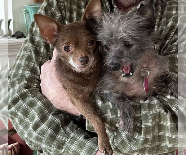 Medium Photo #3 Chihuahua Puppy For Sale in Cary, NC, USA