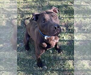 Mutt Dogs for adoption in Riverside, CA, USA