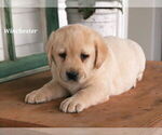 Puppy Winchester Labrador Retriever