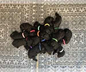 Poodle (Standard) Puppy for sale in NEW ULM, MN, USA