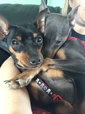 Miniature Pinscher Puppy for sale in DEPEW, NY, USA