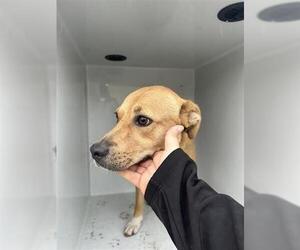 Labrador Retriever-Unknown Mix Dogs for adoption in Houston, TX, USA