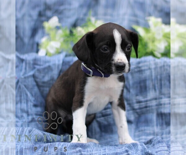 Medium Photo #4 Boston Terrier-Cock-A-Poo Mix Puppy For Sale in PORT ROYAL, PA, USA