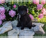 Small #10 Belgian Sheepdog