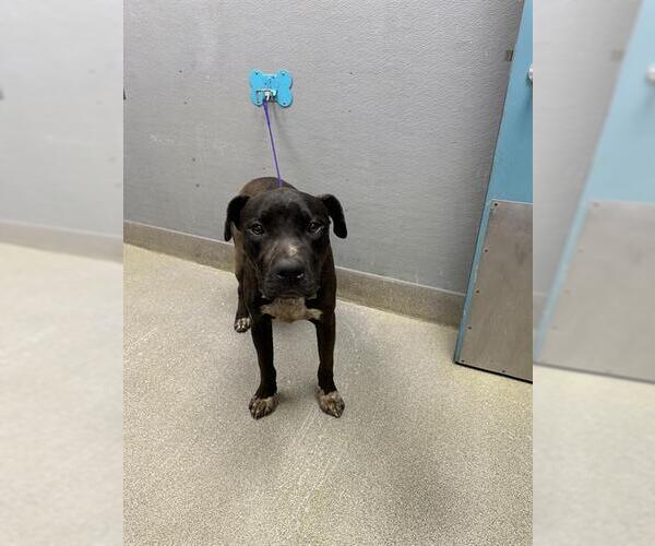 Medium Photo #1 Mutt Puppy For Sale in Las Vegas, NV, USA