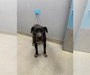 Mutt Dogs for adoption in Las Vegas, NV, USA