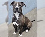 Small #1 American Pit Bull Terrier Mix