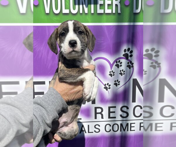 Medium Photo #4 Boxer-Unknown Mix Puppy For Sale in Mooresville, NC, USA