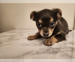 Small #12 Chihuahua