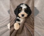 Puppy Peanut Bernedoodle