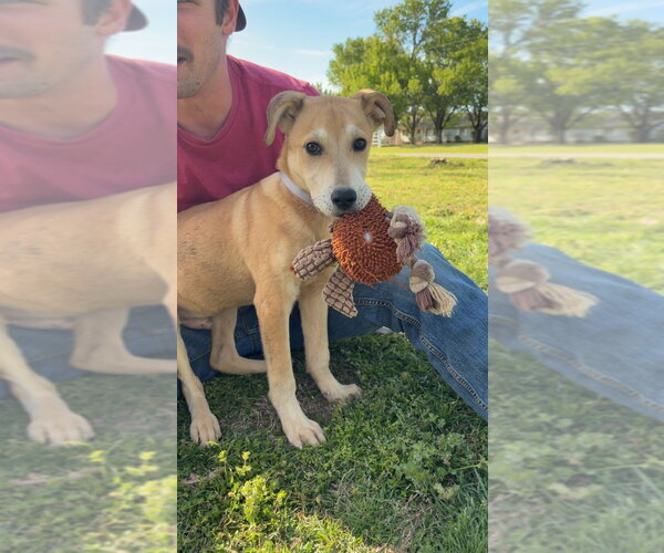 Medium Photo #1 Labsky Puppy For Sale in Claremore, OK, USA