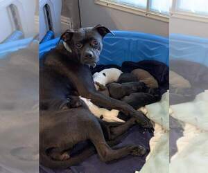Mother of the Boxer-Mutt Mix puppies born on 04/13/2023