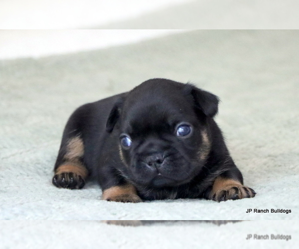 Medium Photo #5 French Bulldog Puppy For Sale in WINNSBORO, TX, USA