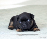 Small Photo #5 French Bulldog Puppy For Sale in WINNSBORO, TX, USA