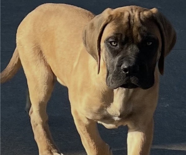 Medium Photo #20 Mastiff Puppy For Sale in BIXBY, OK, USA