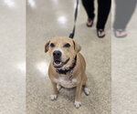 Small #1 American Pit Bull Terrier Mix