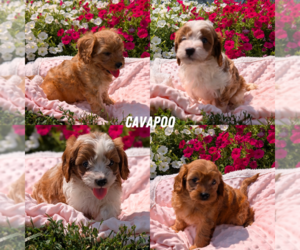 Cavapoo Litter for sale in GOSHEN, IN, USA