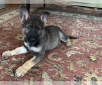 Small #6 German Shepherd Dog