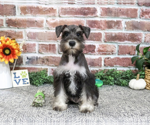 Schnauzer (Miniature) Puppy for Sale in SYRACUSE, Indiana USA