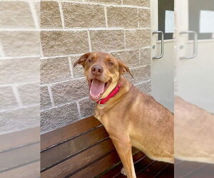 Doberman Pinscher-Labrador Retriever Mix Dogs for adoption in Dedham, MA, USA