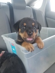 Rottweiler Puppy for sale in KELLER, TX, USA