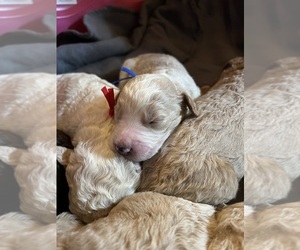 Aussiedoodle Puppy for Sale in BETHESDA, Ohio USA