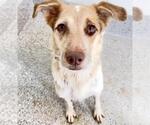 Small Photo #2 German Shepherd Dog-Unknown Mix Puppy For Sale in Houston, TX, USA