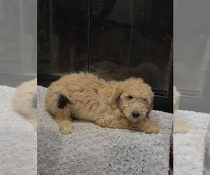 Medium Poodle (Standard) Mix
