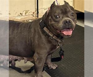 French Bulldog-Unknown Mix Dogs for adoption in Camarillo, CA, USA