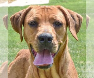 Medium American Staffordshire Terrier-Redbone Coonhound Mix