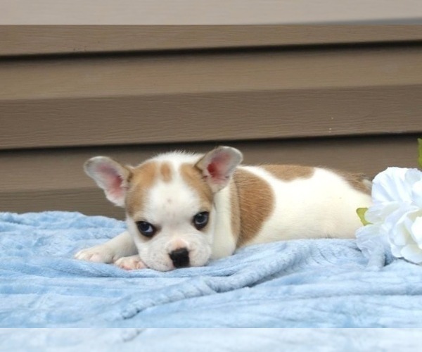 Medium Photo #9 French Bulldog Puppy For Sale in LIBERTY, KY, USA