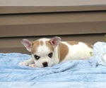 Small Photo #37 French Bulldog Puppy For Sale in LIBERTY, KY, USA