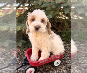 Cockapoo Puppy for sale in MIDDLEBURY, IN, USA