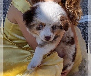 Miniature American Shepherd Puppy for sale in STERLING, OH, USA