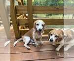 Small #3 Beagle Mix