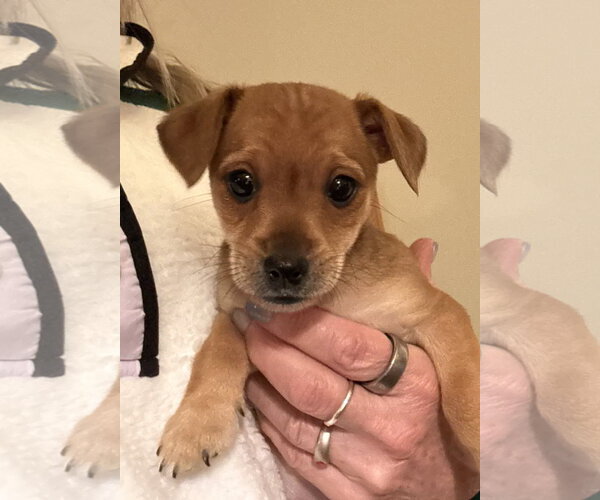 Medium Photo #1 Chihuahua-Unknown Mix Puppy For Sale in Pottstown, PA, USA