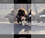 Puppy 3 Akita