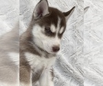 Small Photo #4 Siberian Husky Puppy For Sale in MADERA, CA, USA