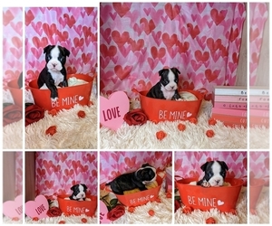 Boston Terrier Puppy for sale in GRAND JUNCTION, CO, USA