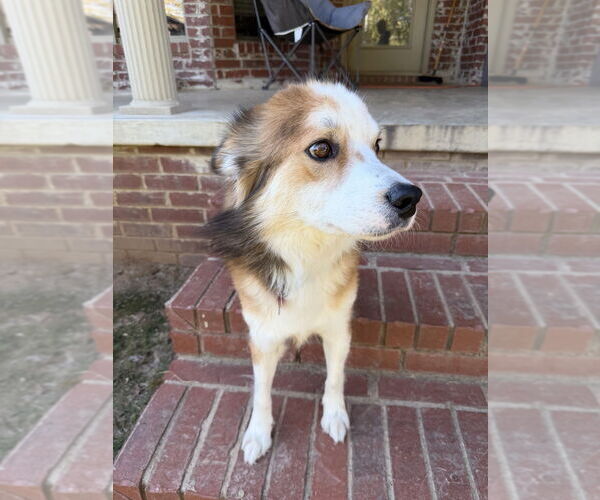 Medium Photo #4 Australian Shepherd-Unknown Mix Puppy For Sale in Boston, MA, USA