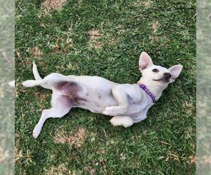 Lucky Zero - Male Chiweenie Dog for Adoption - Photo #7
