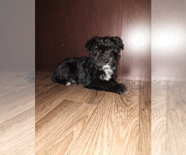Medium Photo #7 YorkiePoo Puppy For Sale in LAPEER, MI, USA