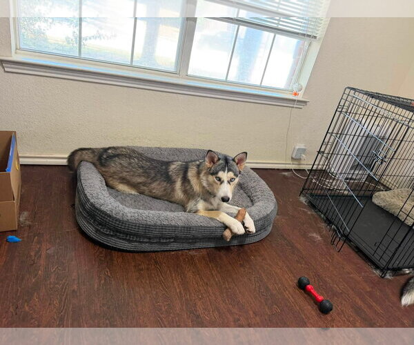Medium Photo #3 Siberian Husky Puppy For Sale in Carrollton, TX, USA