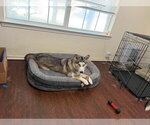 Small #2 Siberian Husky