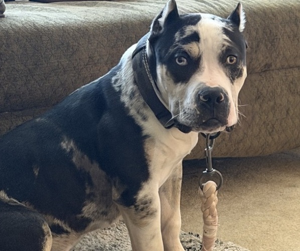 Medium Photo #1 American Bully Puppy For Sale in NIXA, MO, USA