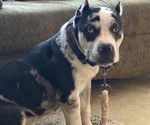 Father of the American Bully puppies born on 06/23/2026