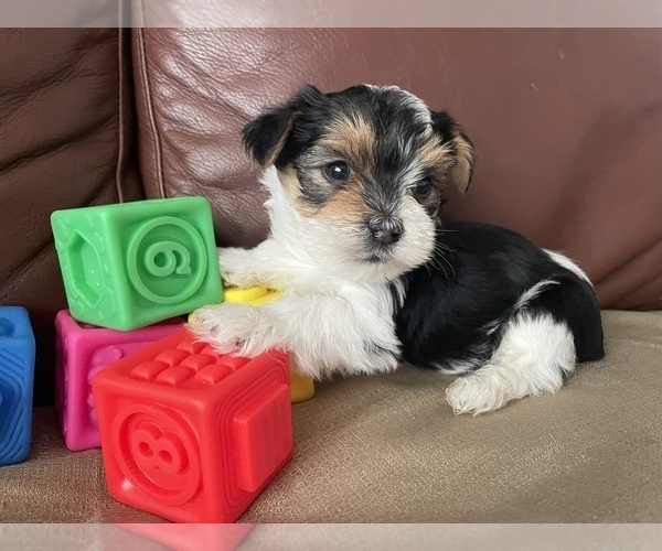 Medium Photo #2 Yorkshire Terrier Puppy For Sale in DENVER, CO, USA