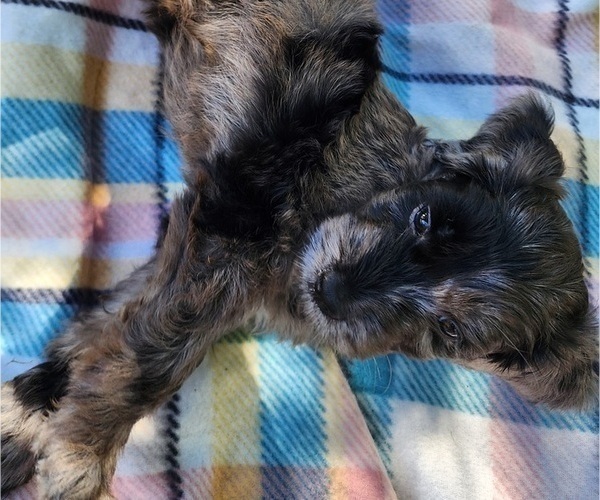 Medium Photo #3 Doodle-Goldendoodle Mix Puppy For Sale in WACO, TX, USA